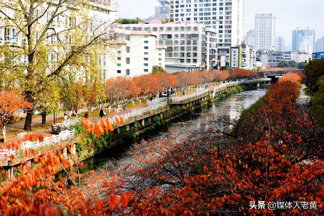 六盘水水城河道两畔初冬樱花红叶层峦叠嶂点亮城市之约