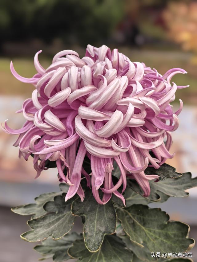 秋风独宠一园菊，晚来香艳出樊篱——北京北海公园2025年菊花展