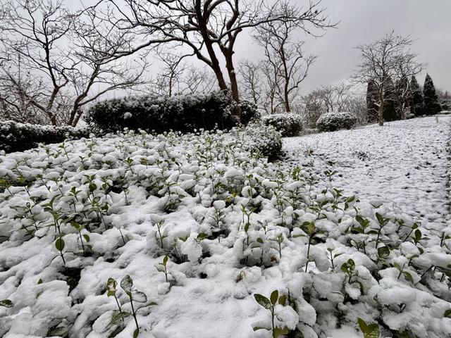 瑞雪飘然而至中国海滨城市青岛