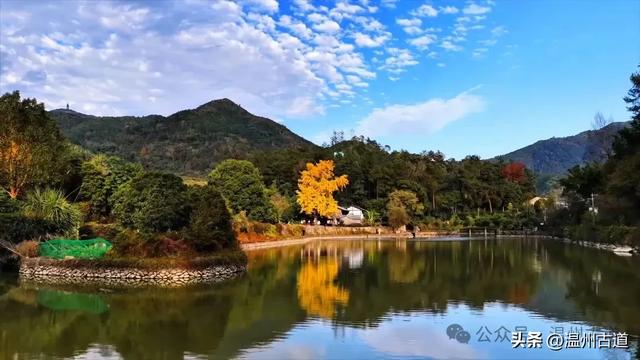 温州这棵网红古银杏黄的正艳，错过待来年了！