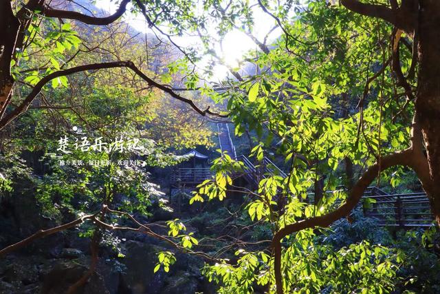 浙江绍兴雪窦岭的水上杉林，被誉为“江南小九寨”，现实却是这样