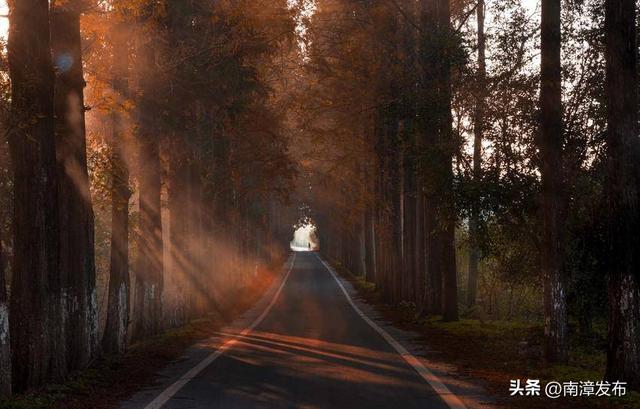 南漳：水杉大道绘就冬日绝美画卷‌