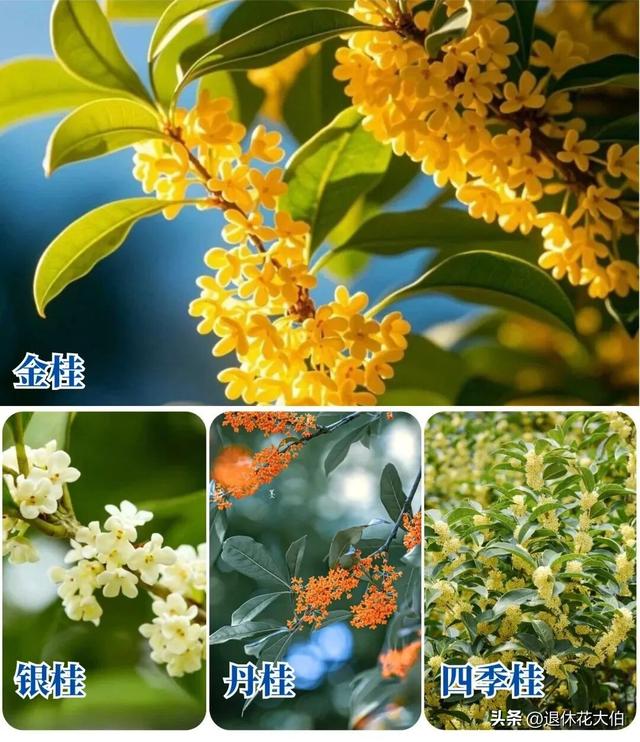 男子晒“8千棵巨大桂花树，震撼爆花”火了，网友：我要香迷糊了