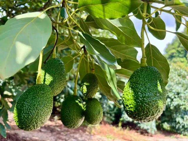 上海→普洱旅游专列首发！开启山海相连新旅程