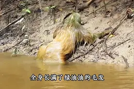 大千世界无奇不有！村民无意拍下的一幕，惊现绿毛怪物图片