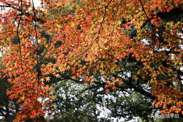 “枫”情万种，上海闵行红园枫叶色彩斑斓进入观赏季