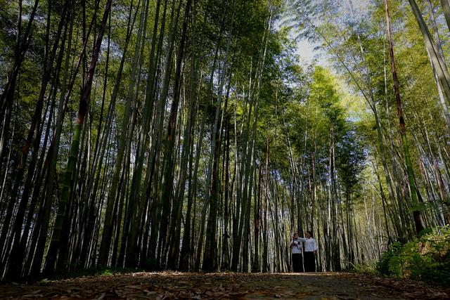 广西临桂区历史沿革及行政区划