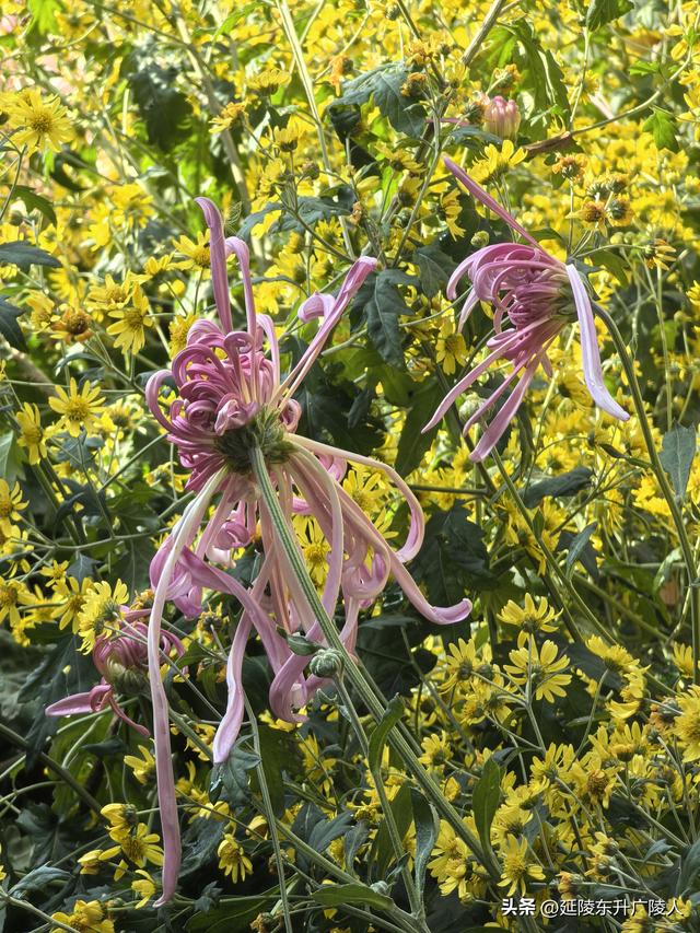 常州城东横山桥白龙观 冬日菊花节 采菊东篱下，悠然见横山