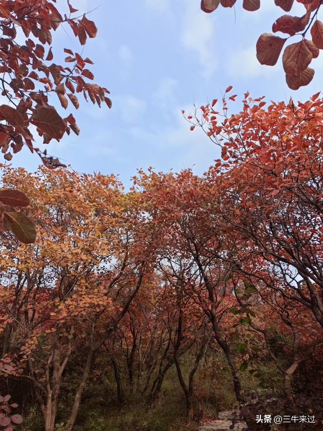 无为在歧路，柿岩之红叶