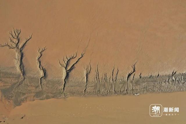 冬日限定奇观！钱塘江畔现“版画森林”，潮汐树形态各异美如画
