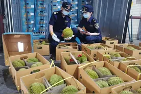 坐不住了！首批泰国榴莲运抵广州！价格如何？图片