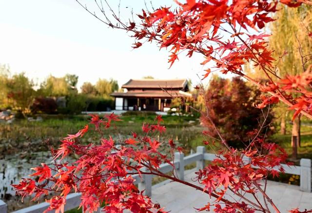 打卡定州限定秋景！