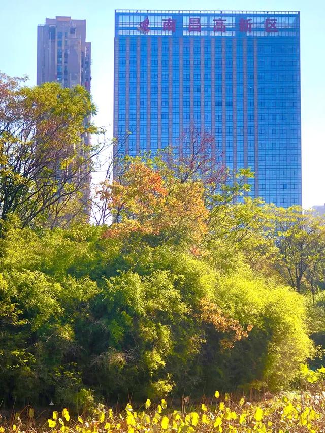 美篇：枫 叶 红 了