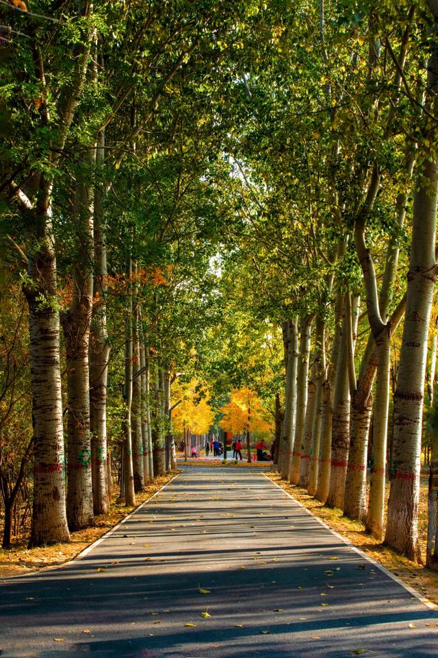 北京秋天金黄色的秘境公园，不收费的东坝郊野，已美成金色海洋