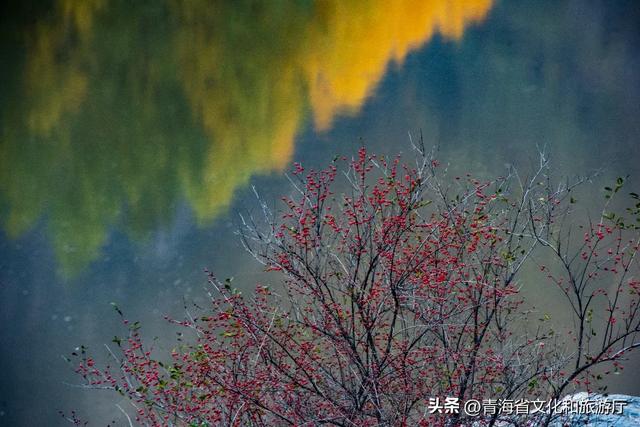 海北的秋天，每一步都是心动的自然交响