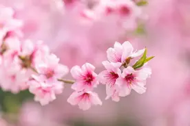 桃、李、樱、梅、杏、梨花傻傻分不清楚？一文教你快速认出街上都是什么花图片