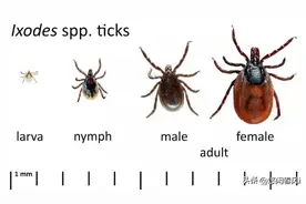 什么是动物莱姆球虫病？如何预防？图片