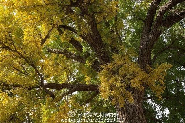 博物馆秋之旅丨博物馆限定！这些古建里的绝美秋色不可错过——