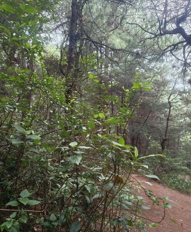 北京7岁自闭儿男孩走丢，三次搜山无果，害怕被饿昏