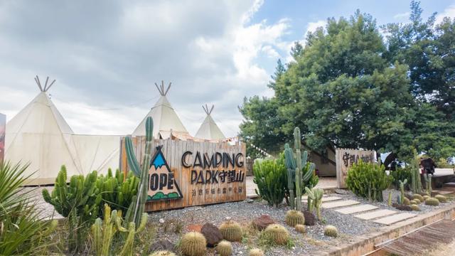 昆明市区冬樱花树下连猪都能自由奔跑的世外桃源