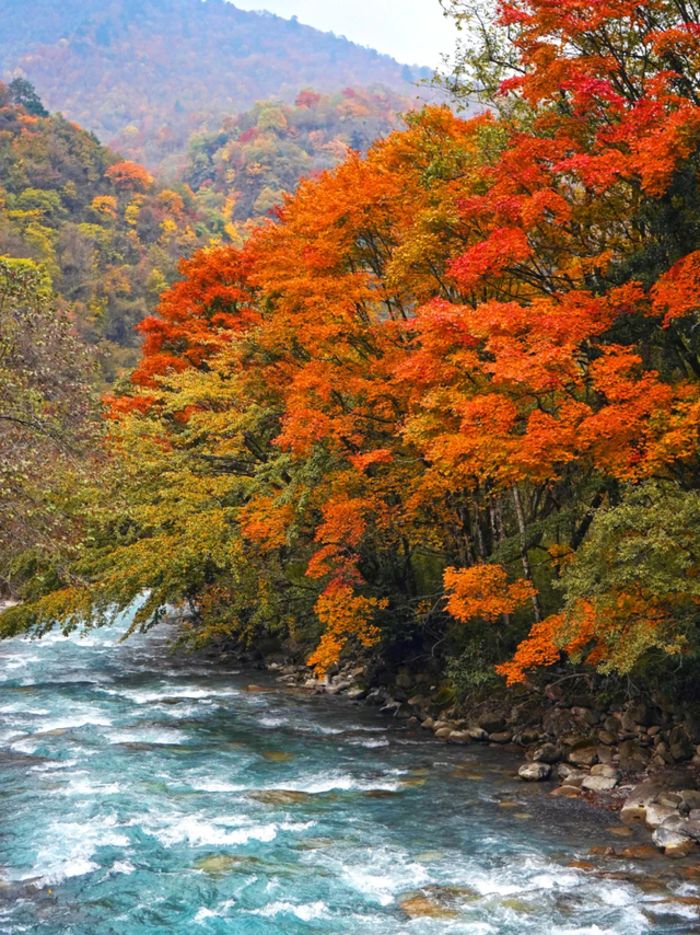 “秋假”开耍！带着小宝来雅安准没错！