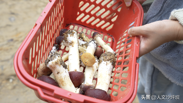 周末，来沙坪坝采“野味”呀~（附宝藏民宿/营地清单）