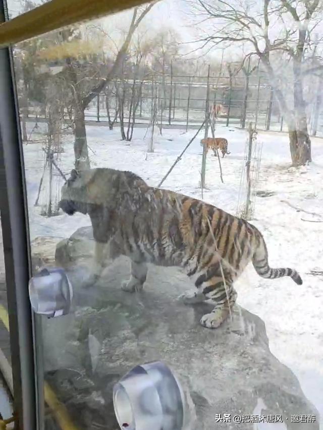 东北的冬天究竟有多冷