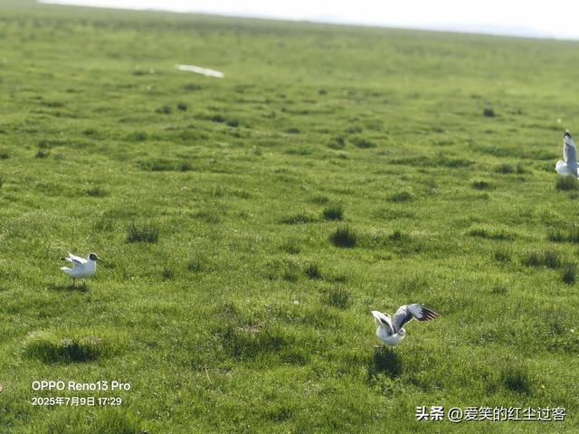 我的旅行日记——来到若尔盖花湖，不见漫天的花海