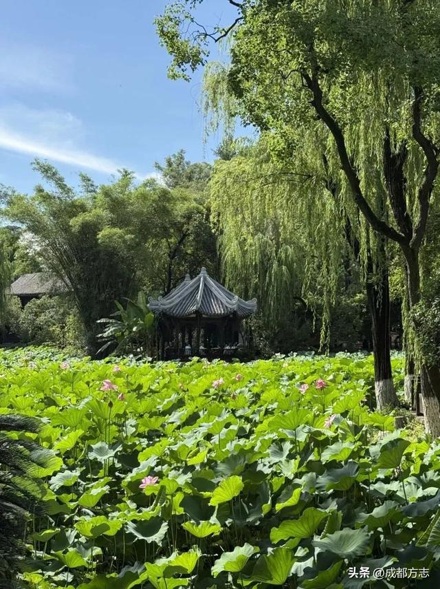 馋哭了！以荷为膳，建议成都人多吃TA→