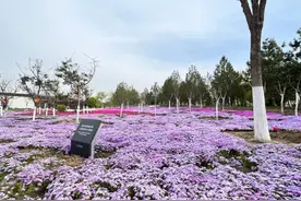 来太原植物园，乘“时空电梯”开启花海梦幻之旅图片