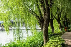 你喜欢哪颗树？测测你什么时候遇到自己的良缘！图片
