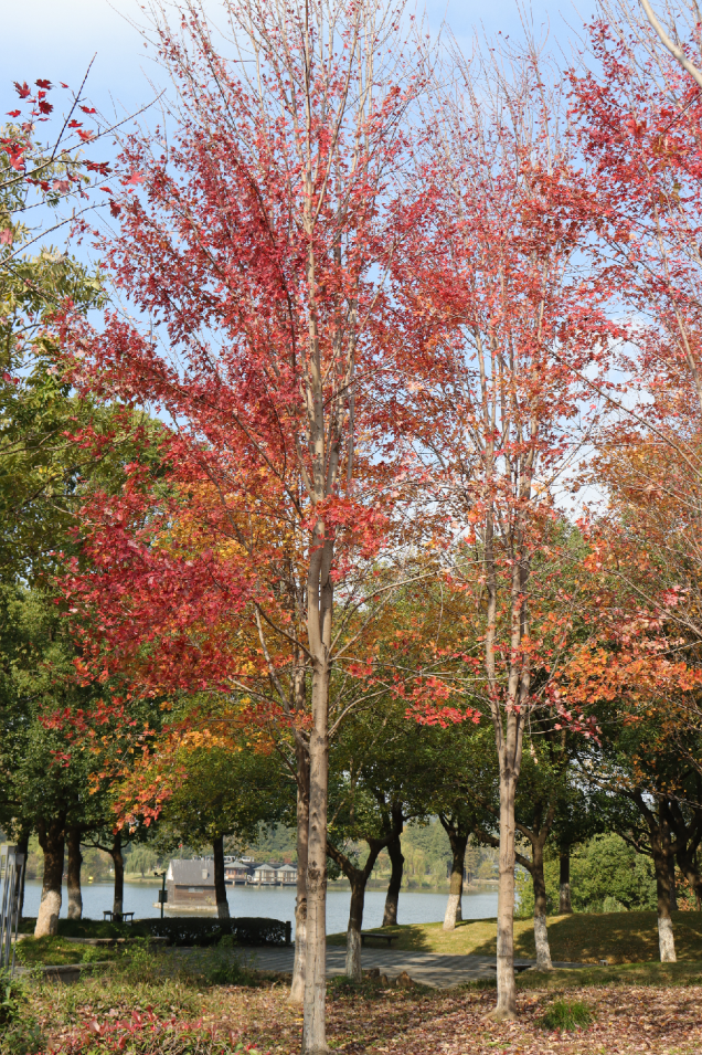 超出片！江阴这些地方“红了”！