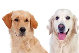 关于如何领养狗的流程图片