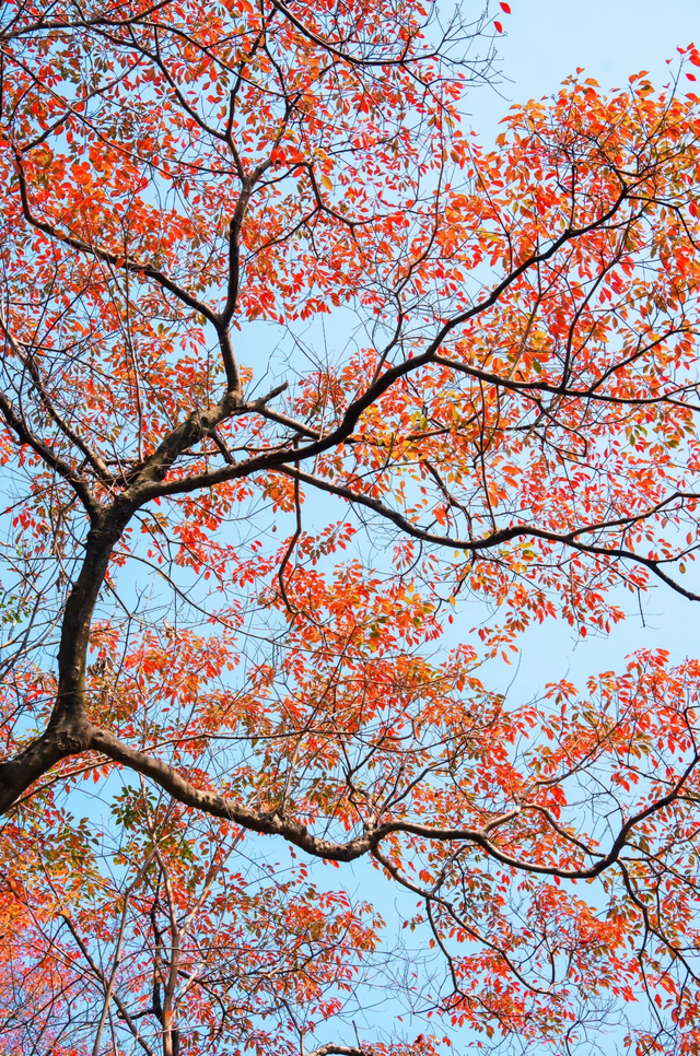 红叶渐染！黄埔香雪亲子徒步攻略：7公里缓坡路线+古书院打卡