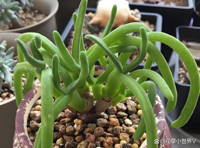 女子晒“已苏醒的小兔子”，萌萌的好可爱，网友：长大后会变残