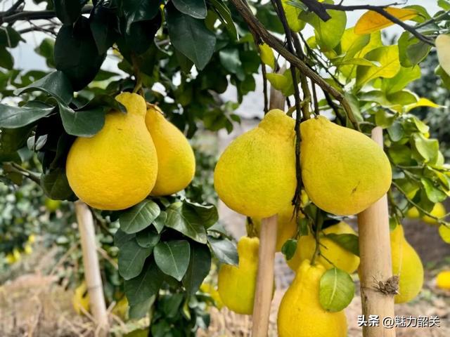 走，去韶关果园吃沙田柚！