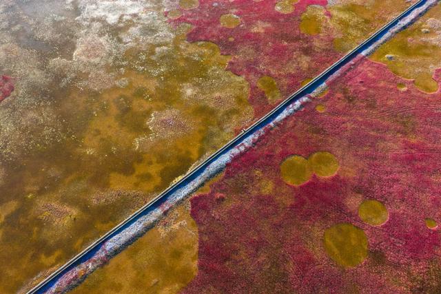 【辉煌60年·新时代西藏答卷】哲古草原：与藏野驴的秋日私语