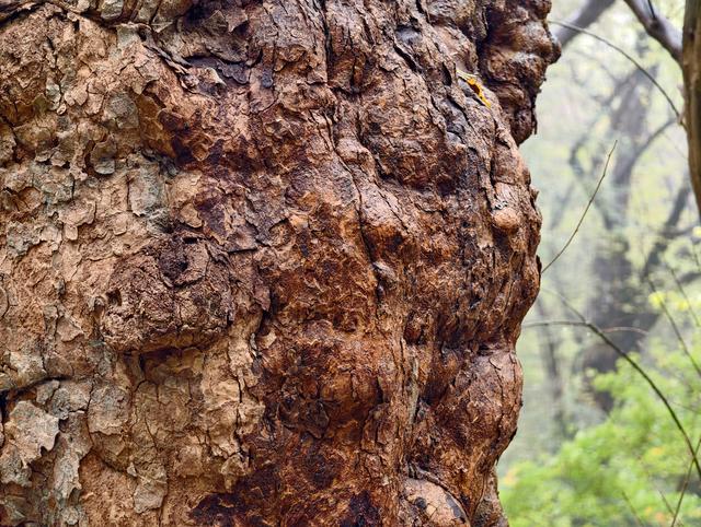 秋雨访皇藏峪，瑞云寺前问禅心