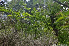 NPD隔段时间就会发一次疯，证明自己的存在。图片