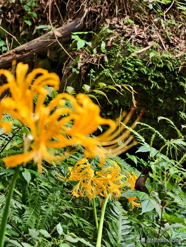 成都徒步（69）·彭州篇⑯法藏寺环线（桥断未走通）