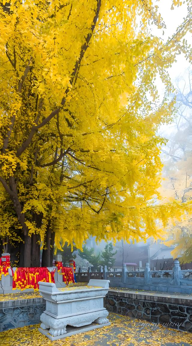 留着打卡！寺庙与千年古杏更配，每一张都是大片！