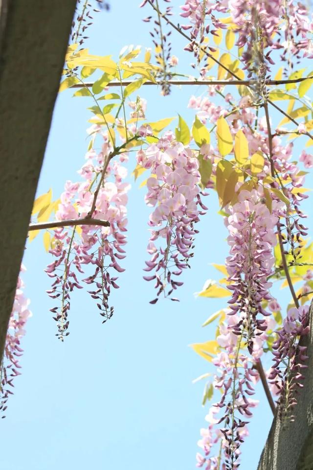 杭州春日“绝绝紫”瀑布已上线！