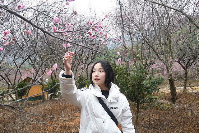 百余亩古梅盛放！除了林阳寺，福州这里也很“梅”好
