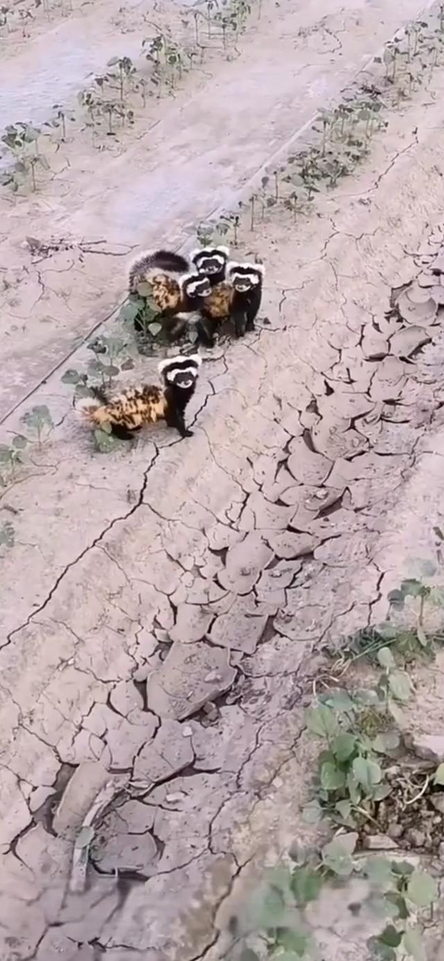 罕见！宁夏银川，有村民在自家地里，拍到几只奇特的花脸动物