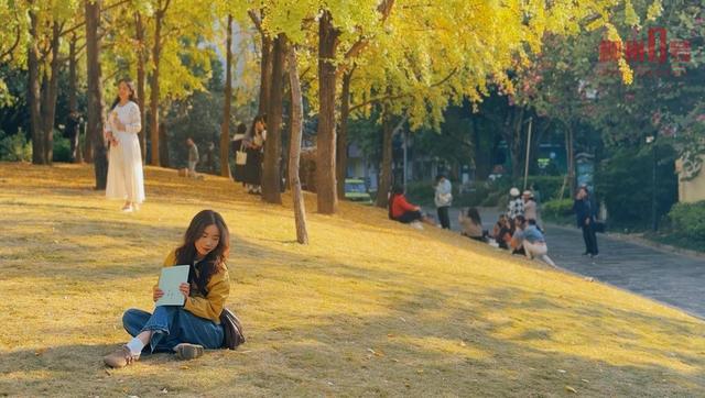 柳州这条老牌银杏大道，正迎来它一年中最美的时刻