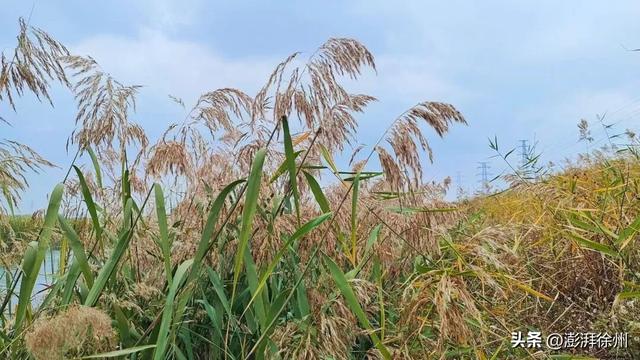 寻美薛城丨自然之美！初冬的芦苇花，蟠龙河畔一道亮丽的风景线！