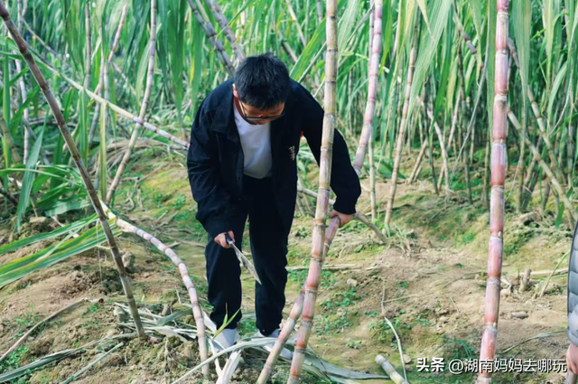 速报！这个地方银杏浓度达100%，赏芦苇、砍甘蔗，遛娃惊喜超多！
