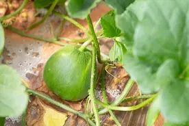 10种快绝种的瓜果蔬菜，都是80后的回忆，你吃过几种？图片