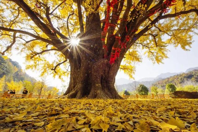 跟着赛事游随县丨大洪山顶级赏秋地更新！银杏最佳观赏期已到！