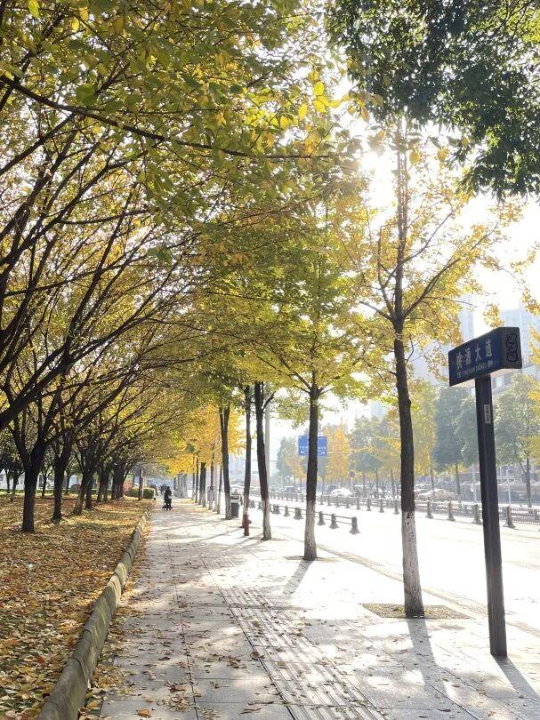 大邑银杏@你，初冬限定“金”喜，请查收！